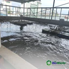 Facultative Bacteria for Decomposing Industrial Waste Biowaste WWTP 100gr 7